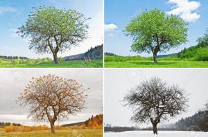 4377858-alone-tree-in-for-season-Stock-Photo-seasons-four-tree